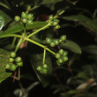 Psychotria nigra var. nigra